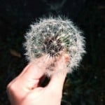 BLOG SERIES PART 9: ACUPUNCTURE IMPROVES SPERM BLOG SERIES PART 9: ACUPUNCTURE IMPROVES SPERM